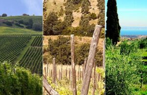 Viticoltura imperiese, un settore di grande eccellenza Viticoltura imperiese, un settore di grande eccellenza