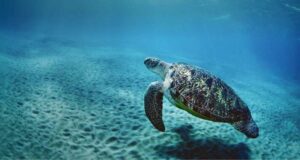 WWF GenerAzioneMare e Il progetto Tartarughe