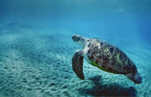 WWF GenerAzioneMare e Il progetto Tartarughe WWF GenerAzioneMare e Il progetto Tartarughe