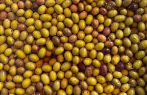 L’oliva taggiasca ottiene marchio Liguria dalla Ue taggia