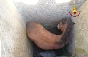 Puledrino finisce in un pozzo sul Monte Fasce: salvato dai VVF Puledrino finisce in un pozzo sul Monte Fasce, salvato dai VVF