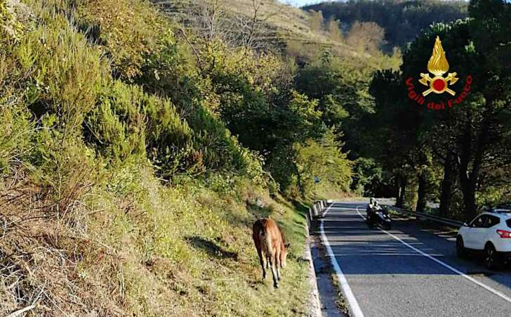 Puledrino finisce in un pozzo sul Monte Fasce, salvato dai VVF