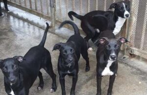 Brunetto: allarme allocazione canili, mille animali di cui 500 nell’Imperiese