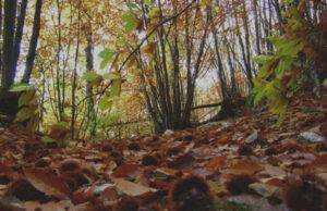 Per Coldiretti castagne a rischio Per Coldiretti castagne a rischio