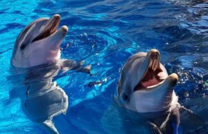 L’Acquario di Genova dedica al pubblico dei genovesi L’Acquario di Genova dedica al pubblico dei genovesi
