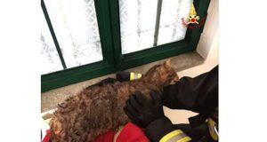 Gatto cade in un pozzo, salvato dai vigili del fuoco