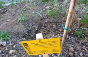 A Cervo un albero piantato con Amnesty A Cervo un albero piantato con Amnesty