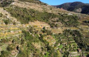Entra nel vivo Stonewallsforlife nel Parco delle 5 Terre Entra nel vivo Stonewallsforlife nel Parco delle 5 Terre