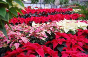 Liguria, per Natale cresce la richiesta di alberi veri Liguria, per Natale cresce la richiesta di alberi veri