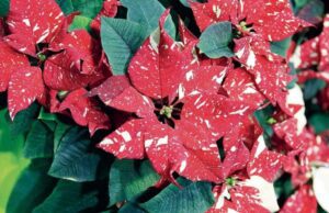 Stella di Natale ligure, Dalla Glitter alla Christmas Mouse Stella di Natale ligure, Dalla Glitter alla Christmas Mouse