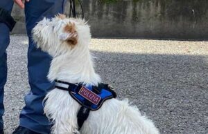 Leone fiuta piante di marijuana, la polizia arresta genovese ed americano Nel fine settimana appena trascorso è stato predisposto un potenziamento del dispositivo di sicurezza alla Spezia.