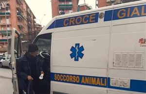 Sei cuccioli di pitbull abbandonati in una scatola al Cep A12, cane fugge da giardino ed entra in autostrada: salvato dalla GdF