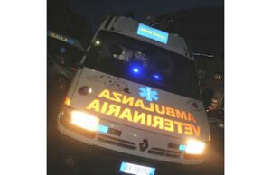 La Croce Gialla interviene per un cane investito in via Prè