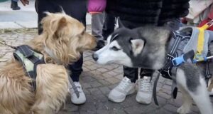 Ieri al Mercatino di San Nicola la sfilata dei cani del Monte Contessa | Video