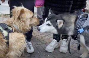 Ieri al Mercatino di San Nicola sfilata dei cani del Monte Contessa | Video Ieri al Mercatino di San Nicola la sfilata dei cani del Monte Contessa | Video