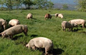 50 milioni per gli allevatori suinicoli 50 milioni per gli allevatori suinicoli