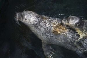 Continuano gli eventi all'Acquario