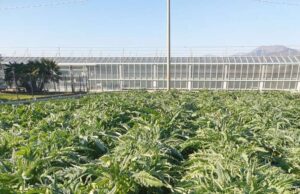 Nuovo furto di carciofi ad Albenga Nuovo furto di carciofi ad Albenga