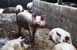 Coldiretti su ordinanza per fermare la peste suina in Italia Ordinanza per fermare la Peste Suina in Italia