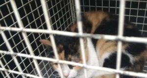Ha un proprietario il gatto trovato dalla Stradale in A7 nella Galleria Giovi