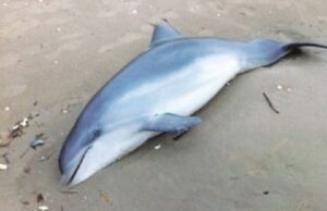 Imperia, delfino spiaggiato muore dopo lunga agonia Rapallo, delfino spiaggiato presso i Bagni Vittoria