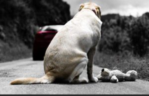 Non regalate cuccioli per San Valentino Non regalate cuccioli per San Valentino