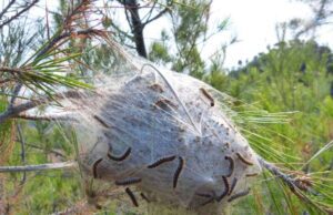 Ordinanza del sindaco di Loano Lettieri Ordinanza del sindaco di Loano Lettieri