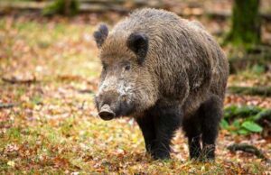 Ospite inaspettato al Festival di Sanremo Cacciatore viene caricato da cinghiale e si spara in un piede