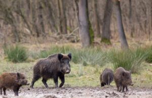 Secondo Coldiretti riguardo la peste suina tutto tace Secondo Coldiretti riguardo la peste suina tutto tace
