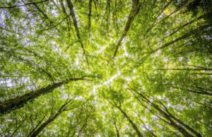 Silvicoltura, essenziale preservare le attività boschive Silvicoltura, essenziale preservare le attività boschive