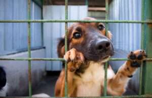 Recco, firmato accordo per la custodia dei cani abbandonati