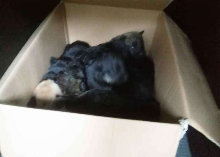 Otto cuccioli trovati abbandonati in una scatola a Pedemonte