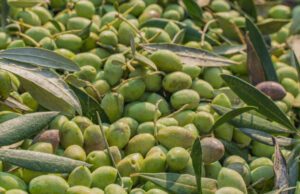 L’olivocultura ligure ha bisogno di aiuti L'Olivocultura ligure ha bisogno di aiuti