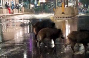 Foce, rientra a casa e viene morsicata da un cinghiale: donna al S. Martino