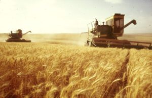 Coldiretti, produrremo 75 Mln Q.li in più di grano Coldiretti, produrremo 75 Mln Q.li in più di grano