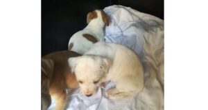 Tre cuccioli di cane trovati in una scatola di cartone a Rivarolo