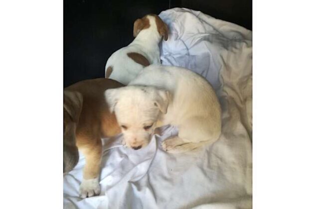 Tre cuccioli di cane trovati in una scatola di cartone a Rivarolo