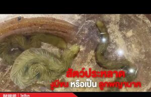 Thailandia, trovato serpente dal pelo verde | Video Thailandia, trovato serpente dal pelo verde