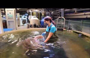 Capitaneria ed Acquario per salvaguardare cetacei e rettili marini liguri