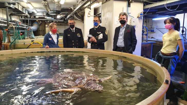 Capitaneria ed Acquario per salvaguardare cetacei e rettili marini liguri