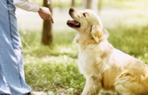 Andare al parco col cane ricordandosi le buone maniere