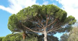 Sestri Levante, al via il progetto per la tutela del patrimonio arboreo