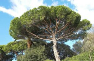 Sestri Levante, al via il progetto per la tutela del patrimonio arboreo Sestri Levante, al via il progetto per la tutela del patrimonio arboreo