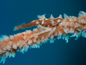 Domani all'Acquario di Genova