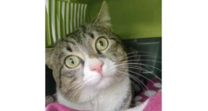 Gatto abbandonato vicino ai rifiuti salvato dalla Croce Gialla