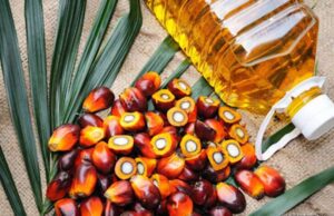 Crisi Ucraina, aumenta il consumo dell’olio di palma