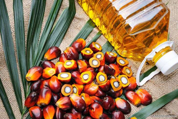 Crisi Ucraina, aumenta il consumo dell’olio di palma