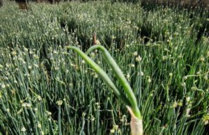 Al via la raccolta dei bulbi di cipolla egiziana Cipolla egiziana- Camporosso, Imperia