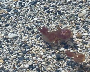 Un mare di meduse sulle spiagge di Finale