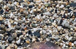 Un mare di meduse sulle spiagge di Finale Un mare di meduse sulle spiagge di Finale